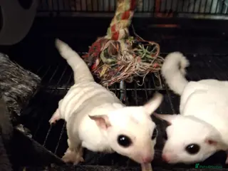 Sugar Glider rodents Breeding pair of Sugar Gliders - Advert 1