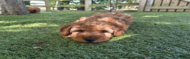 Toy Poodle 4