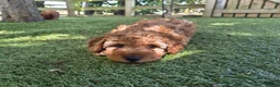 Toy Poodle dogs for sale: Red toy poodle puppies for sale - Advert 10