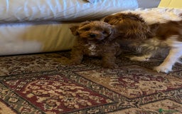 Cavapoo dogs for sale: Cute Cavapoo Male  - Image 6