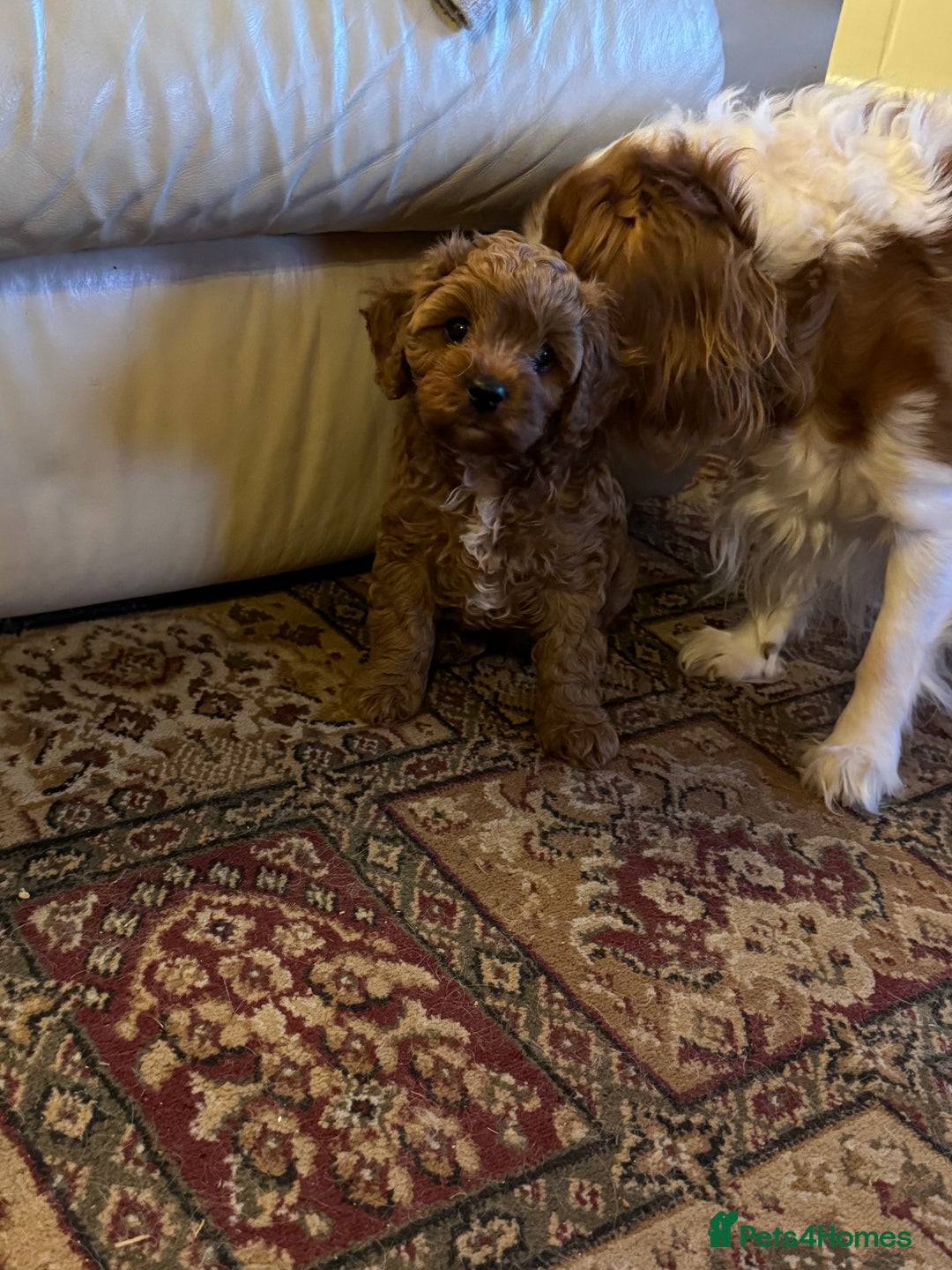 Cavapoo dogs for sale: Cute Cavapoo Male  - Image 6