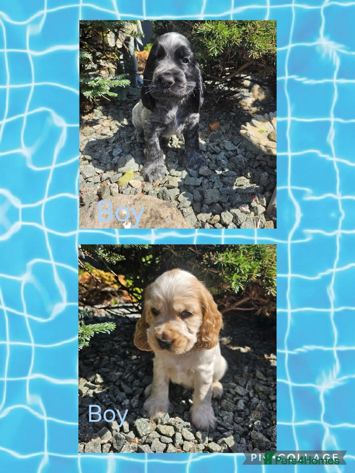 Cocker Spaniel dogs Kc reg Cocker Spaniel puppies READY NOW ! - Advert 2