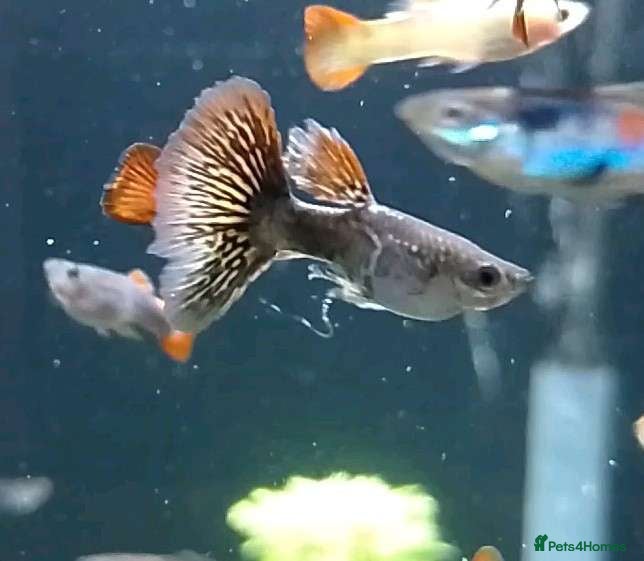 Live Bearers fish Quality Guppies, Platys, Swords, Mollies, Corys - Advert 13
