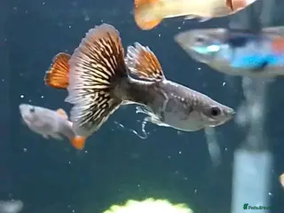 Live Bearers fish Quality Guppies, Platys, Swords, Mollies, Corys - Advert 13