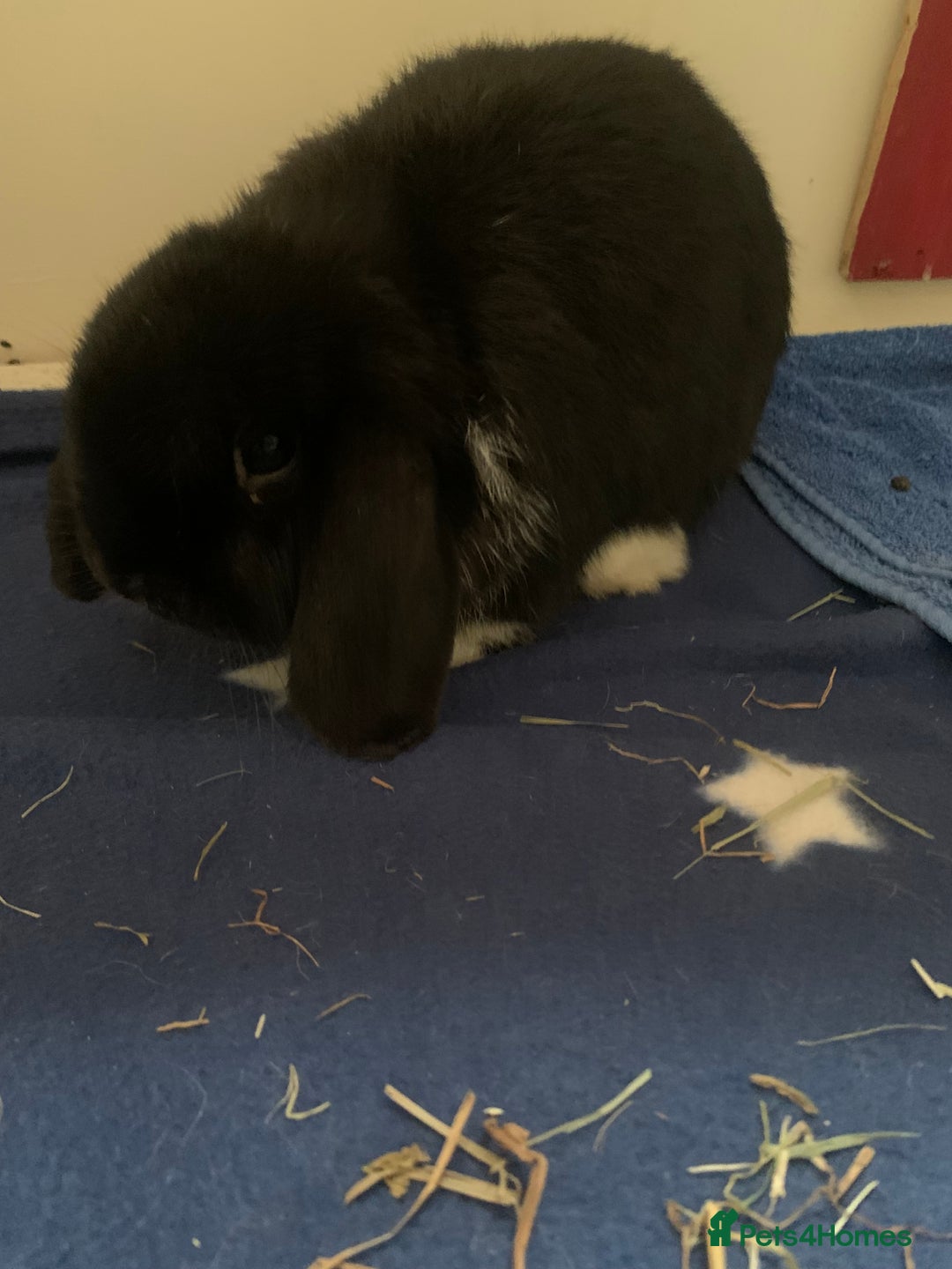 Deilenaar rabbits for sale: Super friendly male rabbit - Image 2