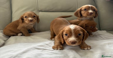 Cocker Spaniel dogs - Advert 5