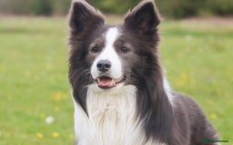 Border Collie dogs for stud: *PROVEN* Blue and White Border Collie Stud in Stoke-on-Trent - Image 1