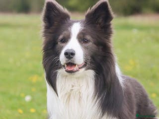Border Collie dogs *PROVEN* Blue and White Border Collie Stud in Stoke-on-Trent - Advert 8