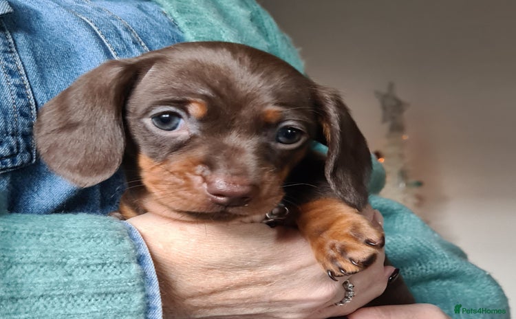 Miniature Dachshund dogs Kc pedigree miniature smooth coat daschunds - Advert 16