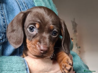 Miniature Dachshund dogs Kc pedigree miniature smooth coat daschunds - Advert 16