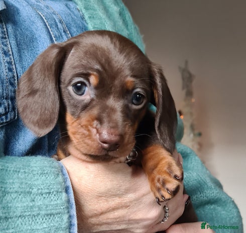 Miniature Dachshund dogs Kc pedigree miniature smooth coat daschunds - Advert 16