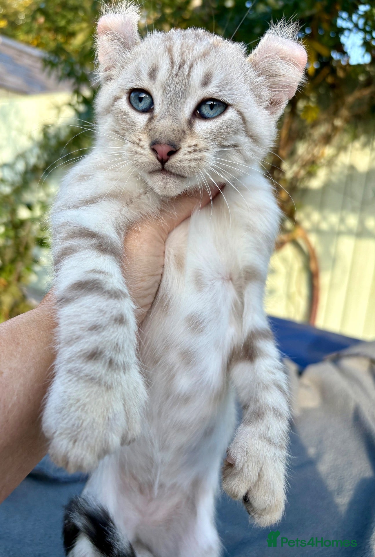 Keetso cats for sale: Awesome litter of polydactyl snow leopard Keetsos  - Advert 1