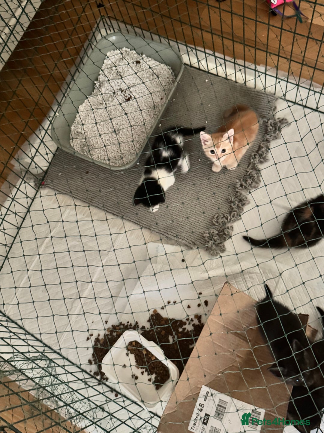 Bengal cats for sale: Bengal and British shorthair mix ginger kitten - Advert 18