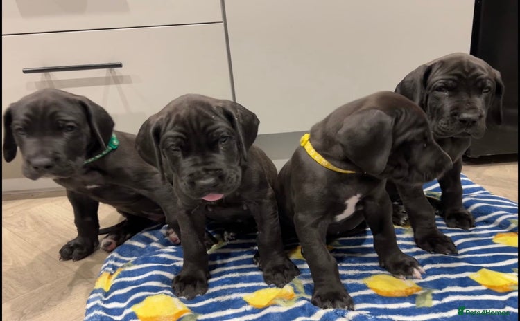 Great Dane dogs - Advert 1