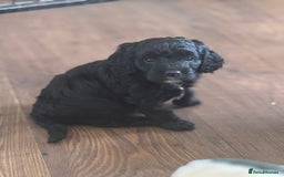 Cockapoo dogs for sale: Stunning Health Tested Girl Cockapoo - Image 6