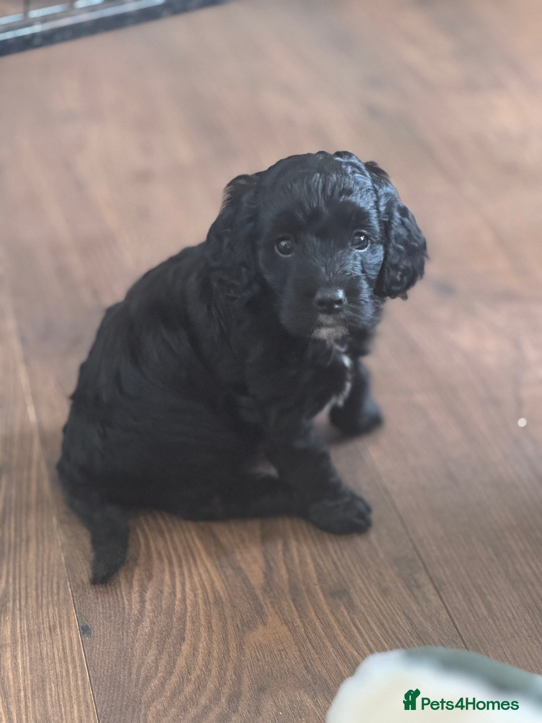 Cockapoo dogs for sale: Stunning Health Tested Girl Cockapoo - Image 6
