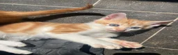 Mixed Breed cats for sale: 3 Gorgeous Playful Kittens  - Advert 6