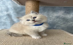 Ragdoll cats for sale: Unique patterned fluffy Ragdoll kittens - Image 19