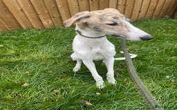Lurcher dogs for sale: COLLIE WIPPET X SALUKI GREYHOUND PUP LAST ONE - Advert 5