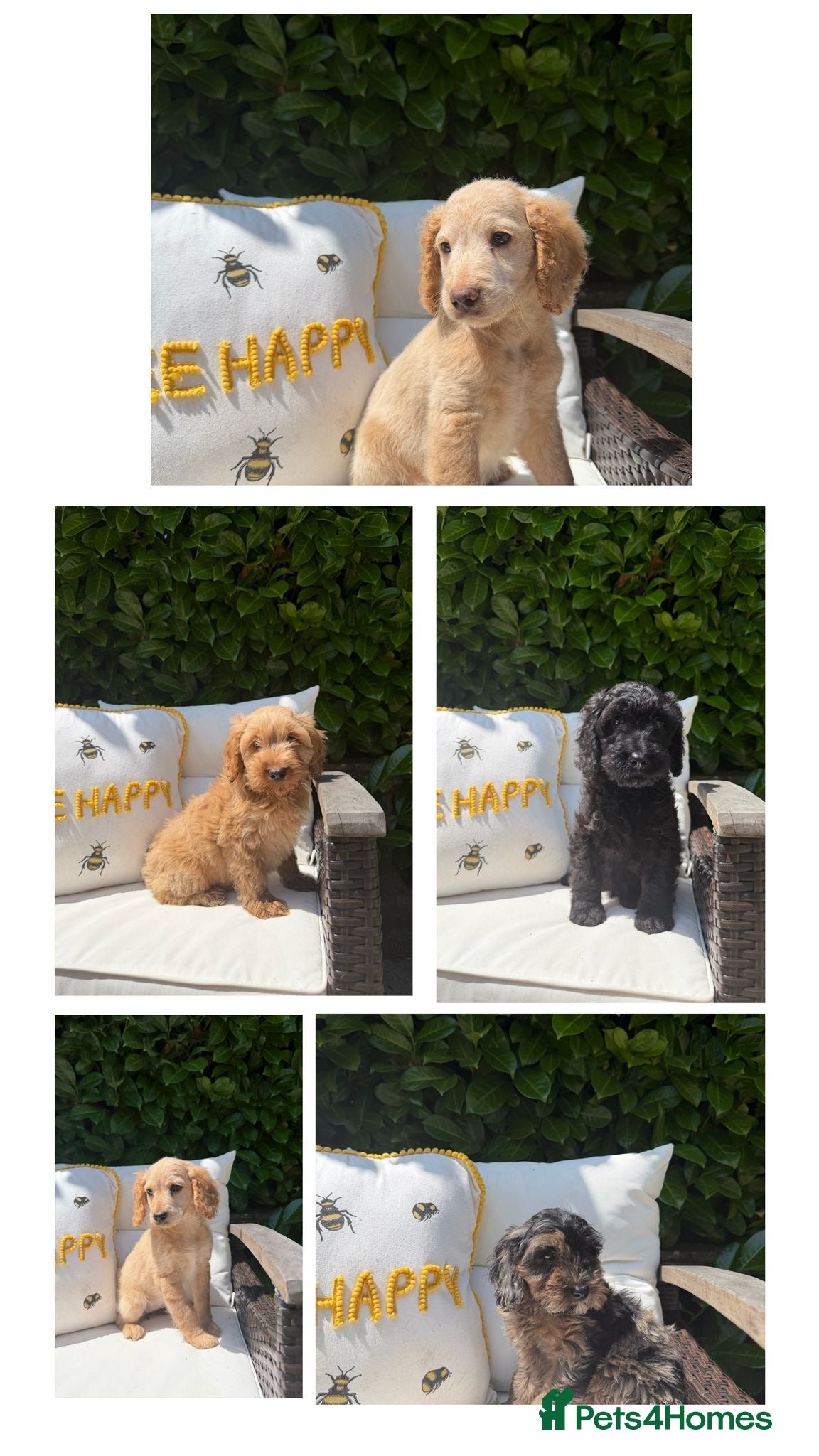 Cockapoo dogs F2b cockapoo puppies - Advert 12