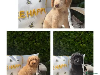 Cockapoo dogs F2b cockapoo puppies - Advert 12