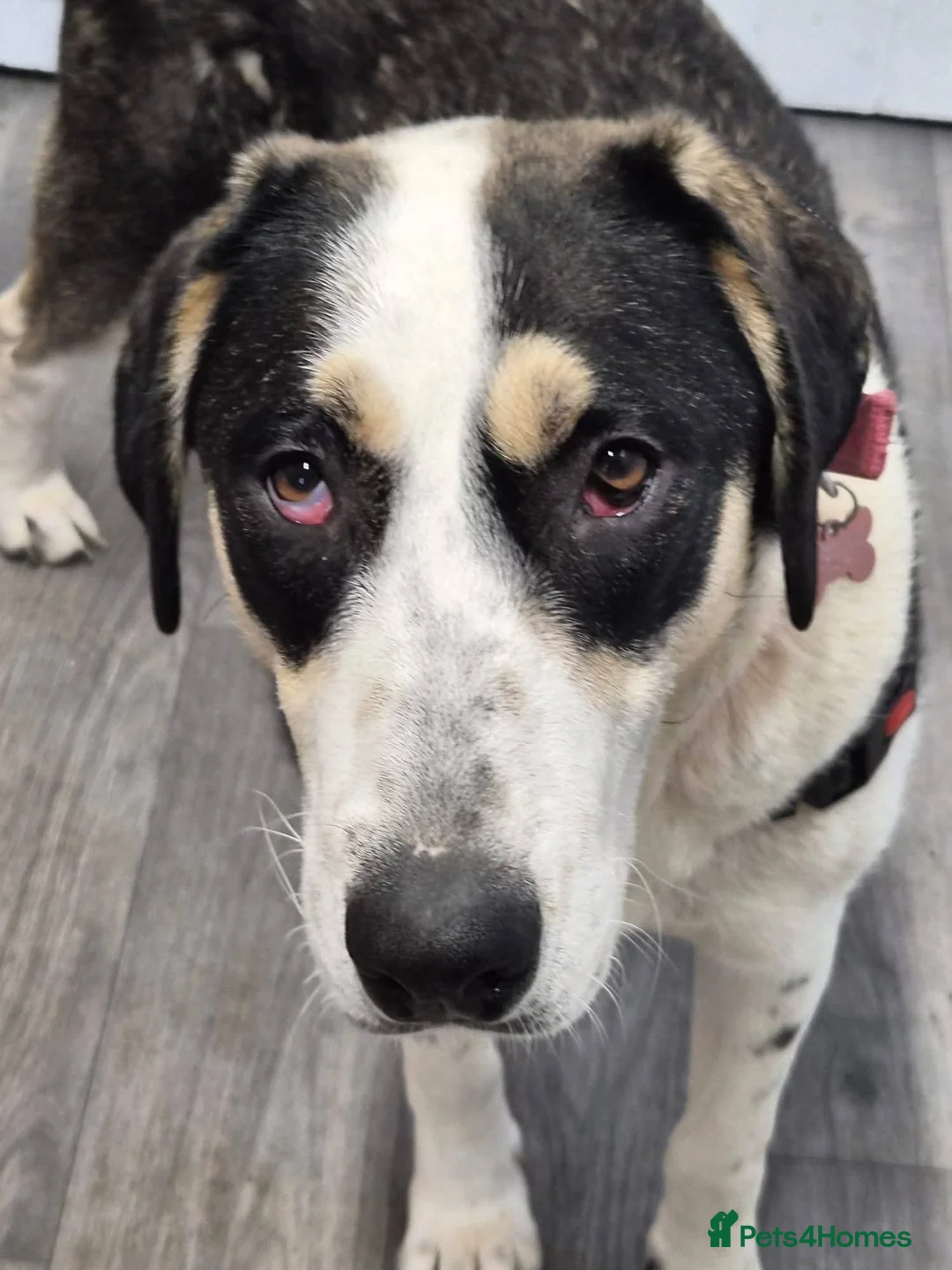 Mixed Breed dogs for adoption: Meet Plusica,  currently residing in Scarborough  in Scarborough - Advert 6