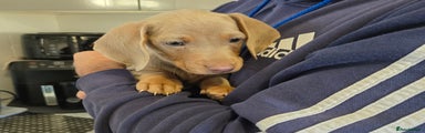 Dachshund Puppy 2