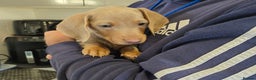 Dachshund dogs for sale: 4 beautiful dachshund boy puppies  - Advert 8
