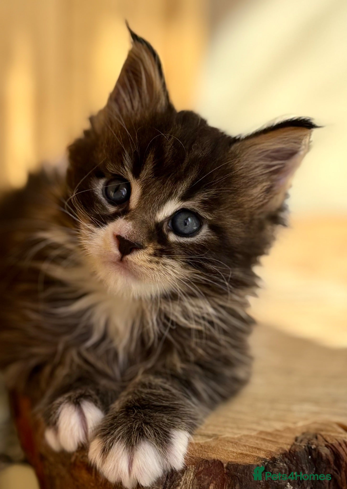 Maine Coon cats Beautiful Maine coon kittens - Advert 1