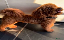Poochon dogs for sale: Beautiful Poochon puppies - Image 4
