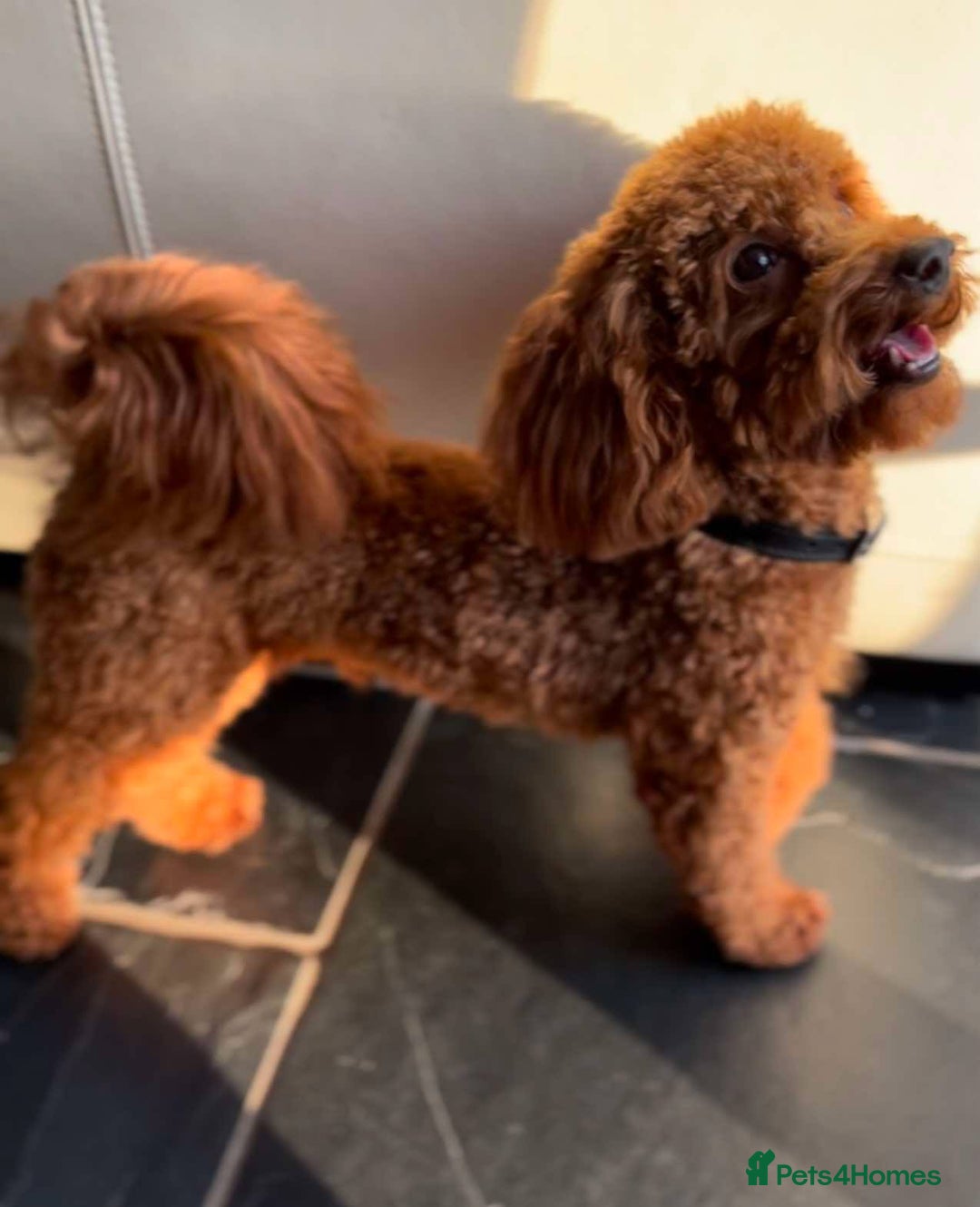 Poochon dogs for sale: Beautiful Poochon puppies - Image 4
