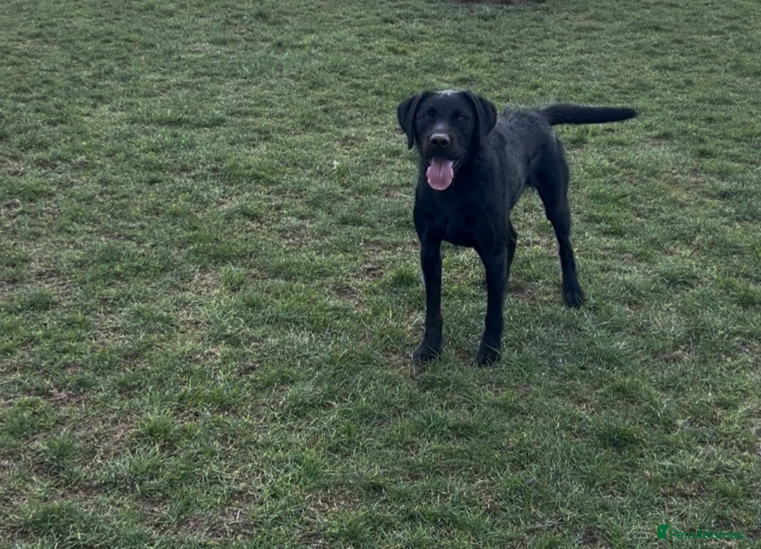 Mixed Breed dogs for sale: Beautiful lab/pointer boy for sale - Image 4