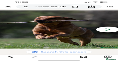 Labrador Retriever dogs - Advert 10