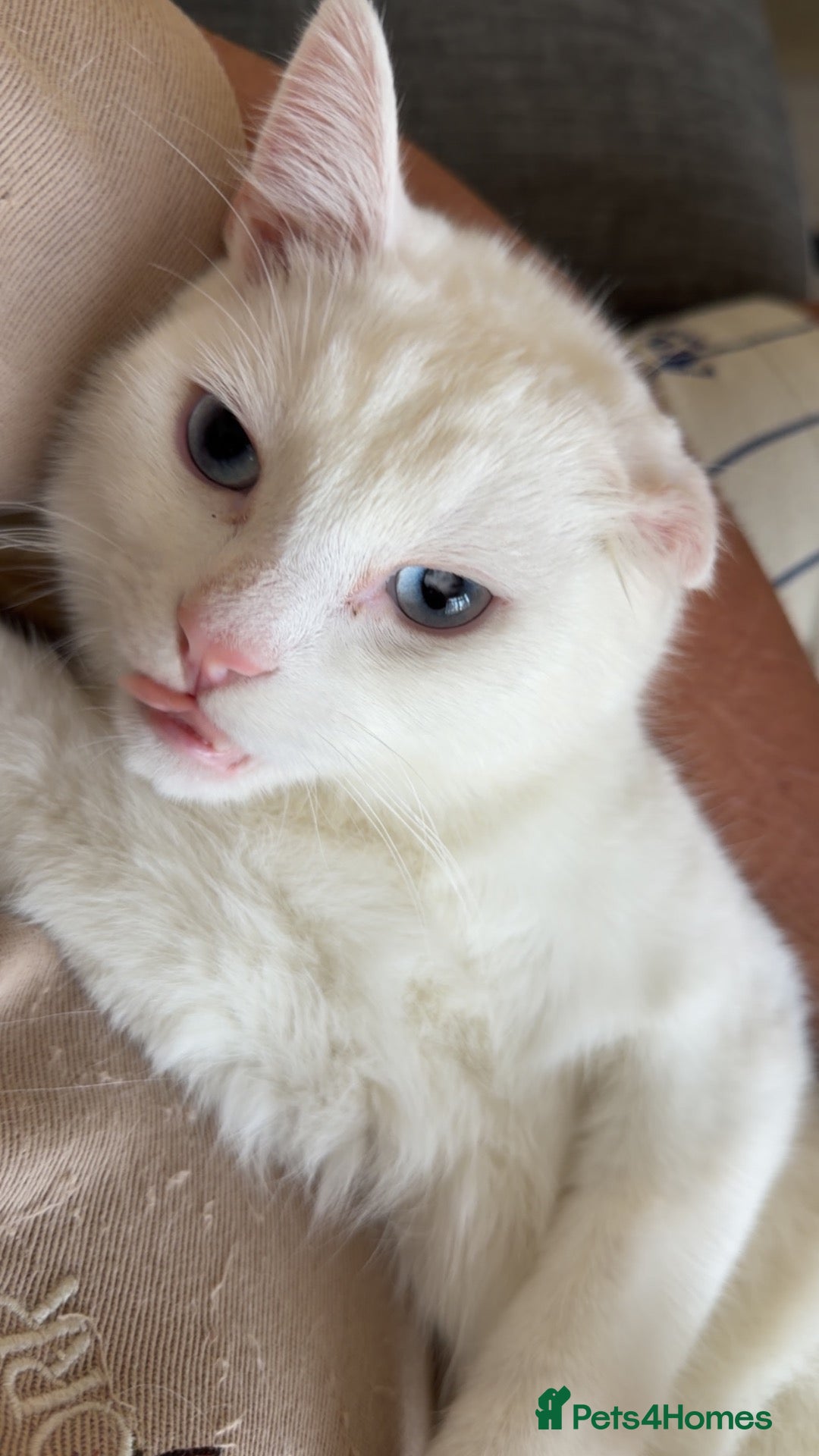 Turkish Angora cats Snowy – Loving 1-Year-Old Turkish Angora Male - Advert 3
