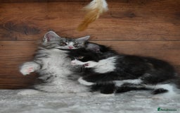 Maine Coon cats for sale: ✨Meet Cherry & Plum✨- TICA Reg - High Smoke-white - Image 24
