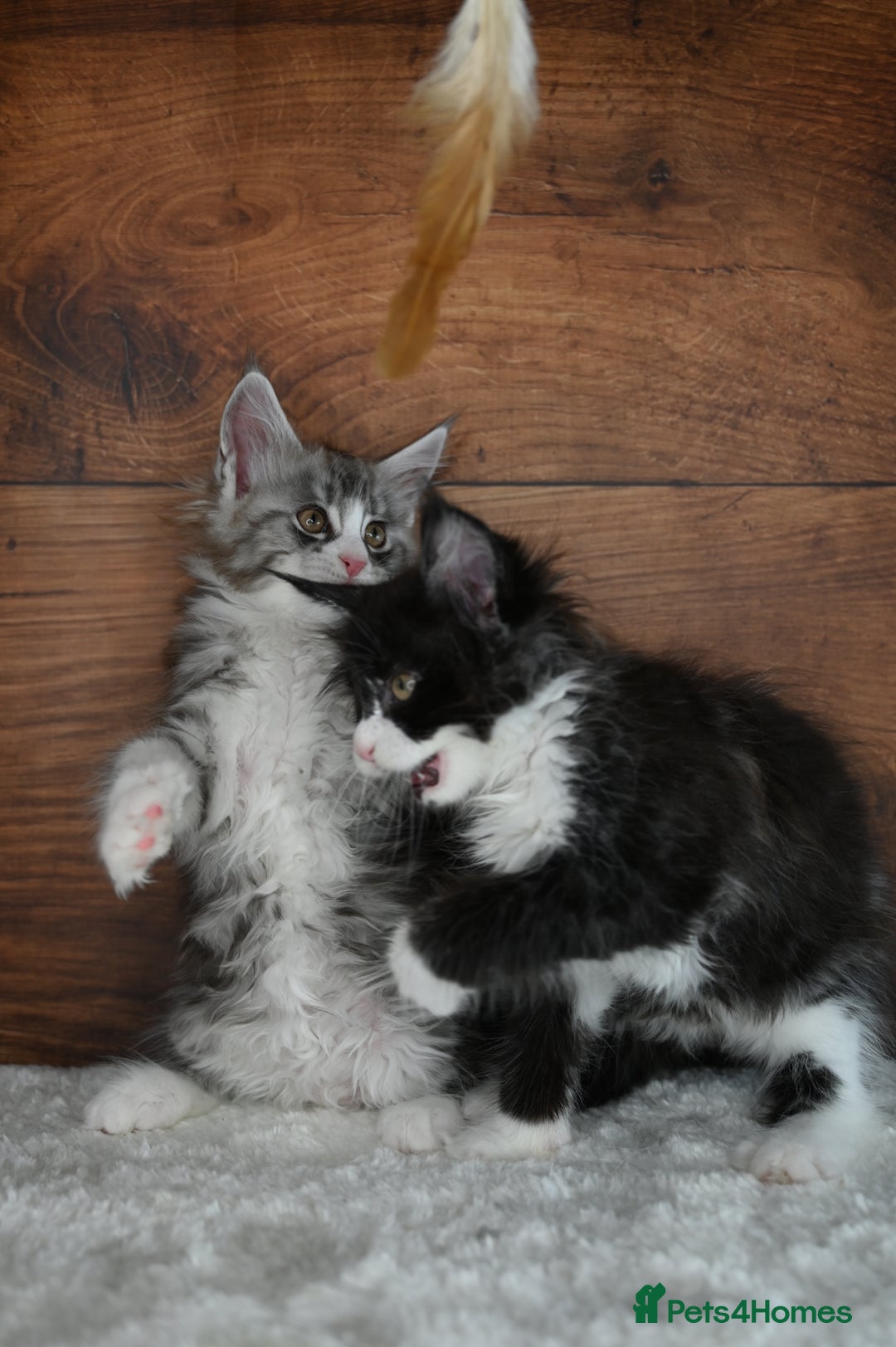 Maine Coon cats for sale: ✨Meet Cherry & Plum✨- TICA Reg - High Smoke-white - Image 24