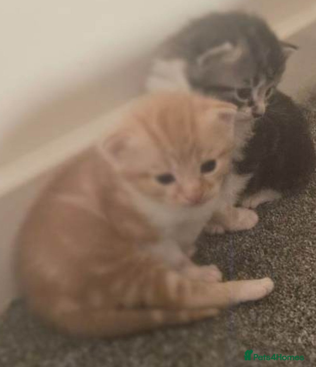 Mixed Breed cats for sale: Cute adorable kittens looking for forever homes  - Advert 13