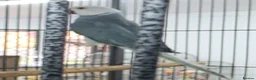 Ringnecks birds for sale: Breeding Pairs of Indian Ringnecks for sale - Advert 2