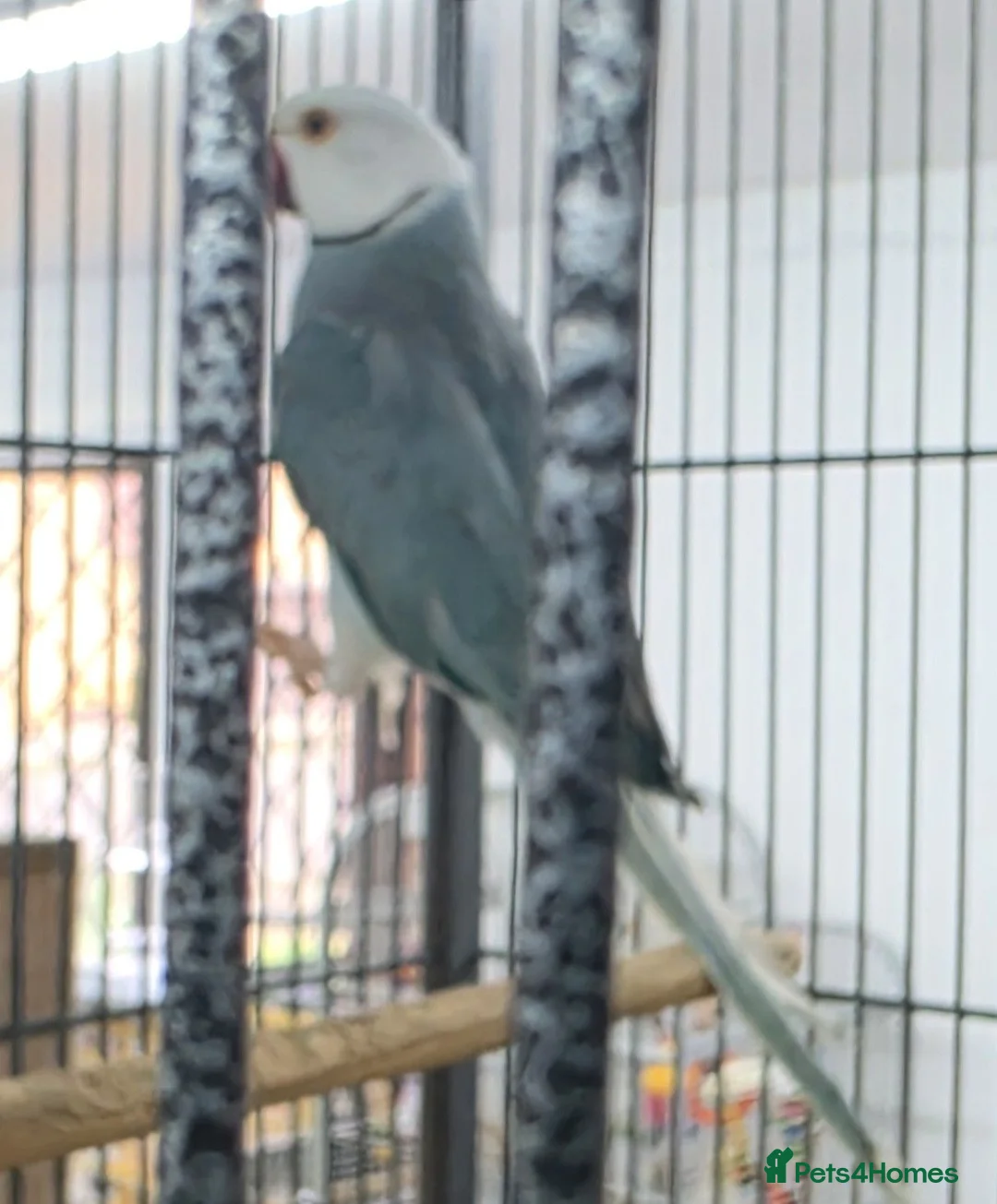 Ringnecks birds for sale: Breeding Pairs of Indian Ringnecks for sale - Advert 2