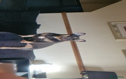 French Bulldog dogs for sale: Frenchies  - Advert 15