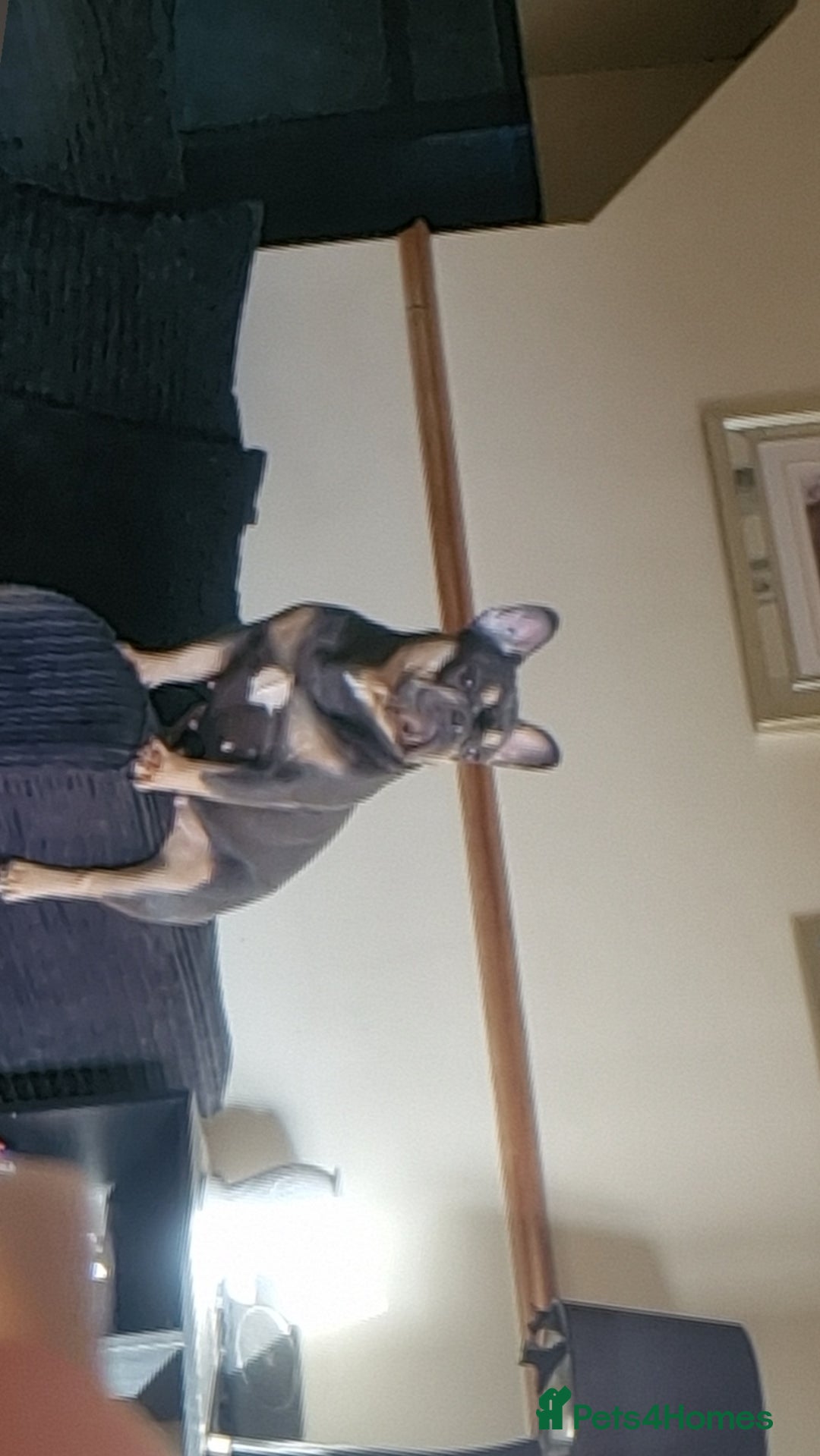 French Bulldog dogs for sale: Frenchies  - Advert 15