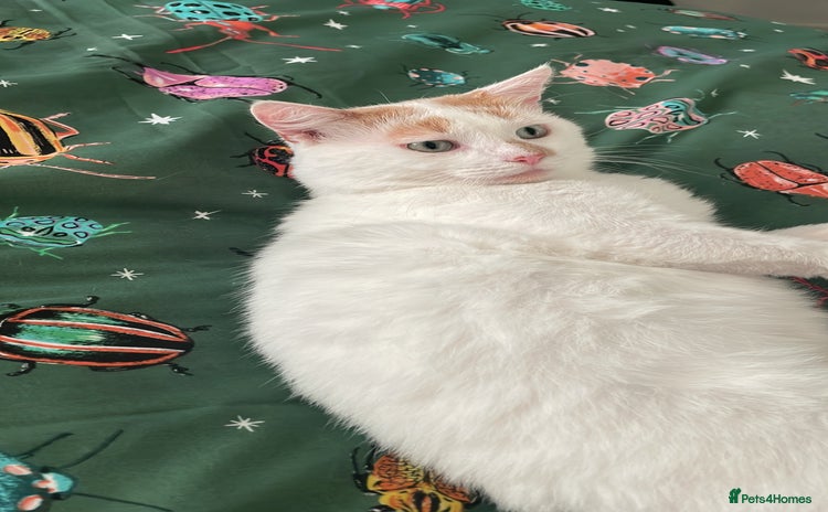 Turkish Van cats - Advert 1
