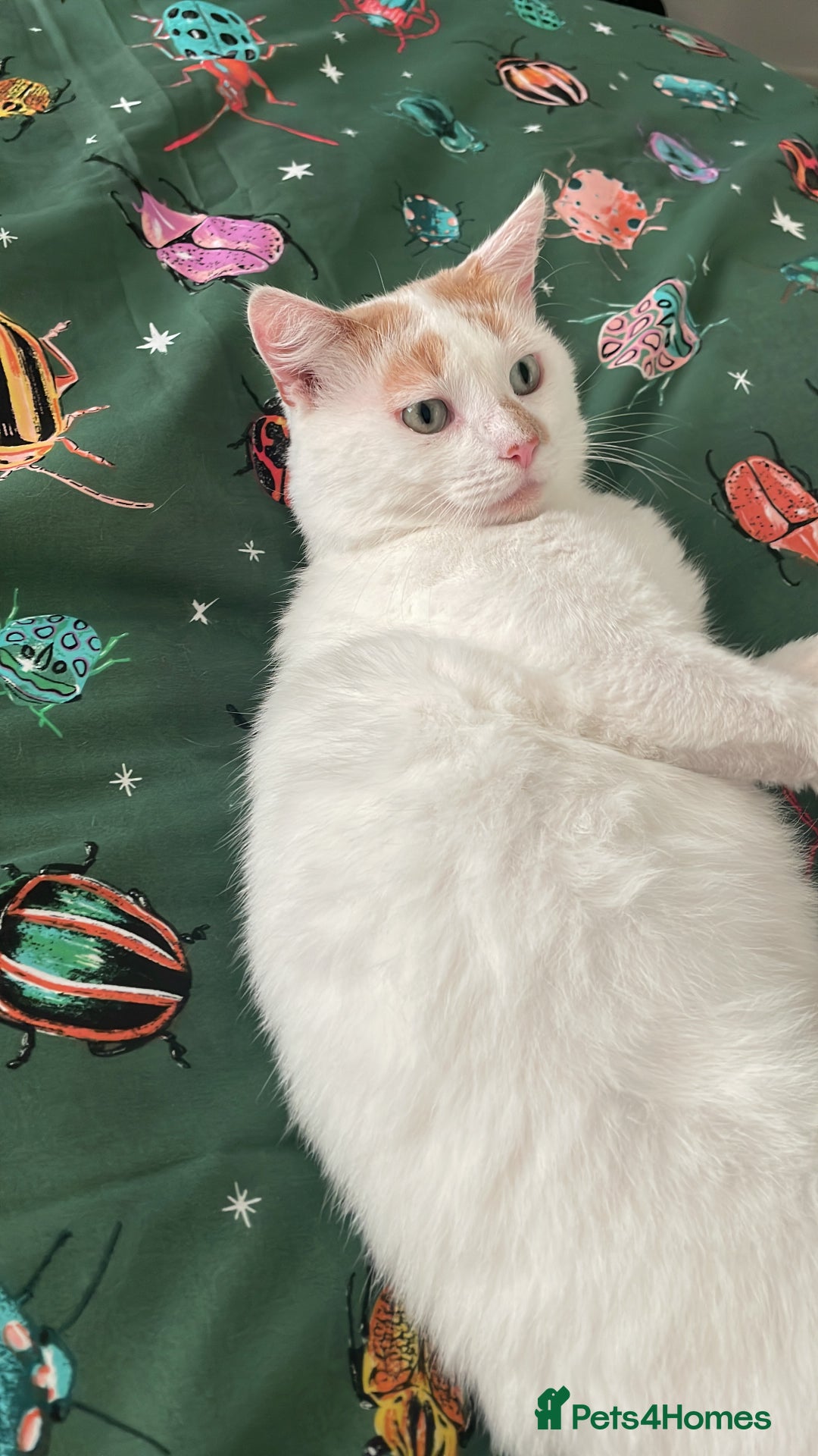 Turkish Van cats for sale: Turkish van cats - Image 1