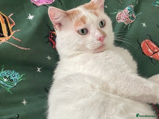 Turkish Van cats - Advert 1