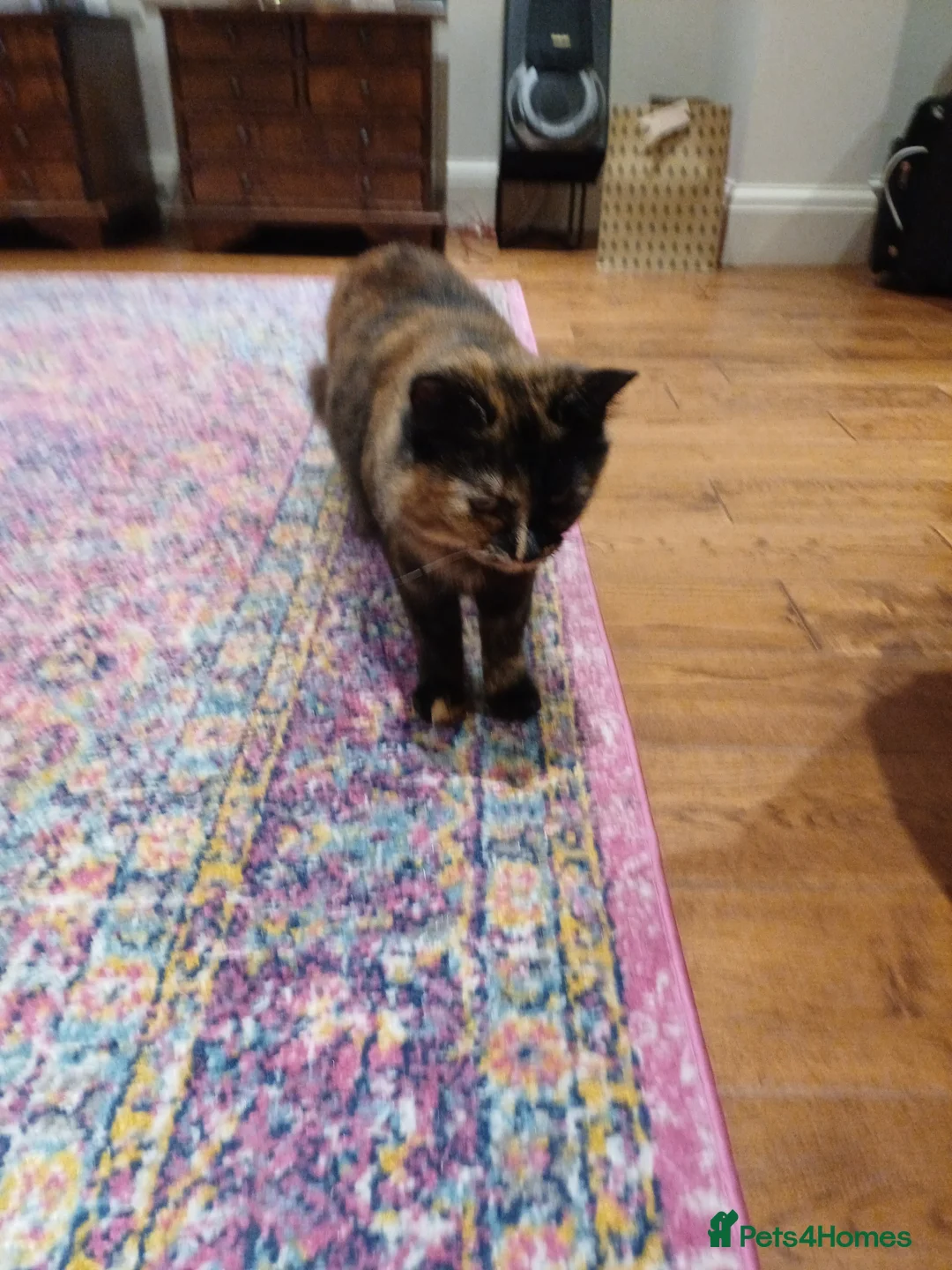 European cats for sale: ​🐾 Looking a new home: Stunning Tortoiseshell cat in Sheffield - Advert 2