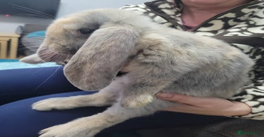 French Lop rabbits - Advert 6