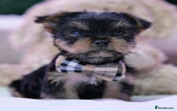Yorkshire Terrier dogs for sale: Yorkshire Terrier Puppies  - Image 10