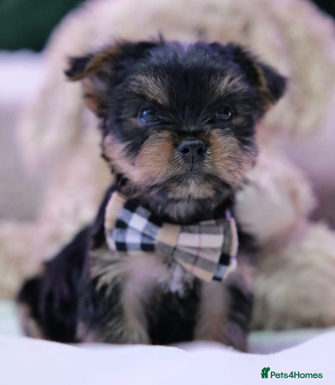 Yorkshire Terrier dogs for sale: Yorkshire Terrier Puppies  - Image 10