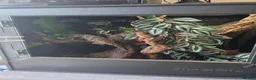 Gecko reptiles for sale: CB23 nuu ana leachianus gecko  - Advert 9