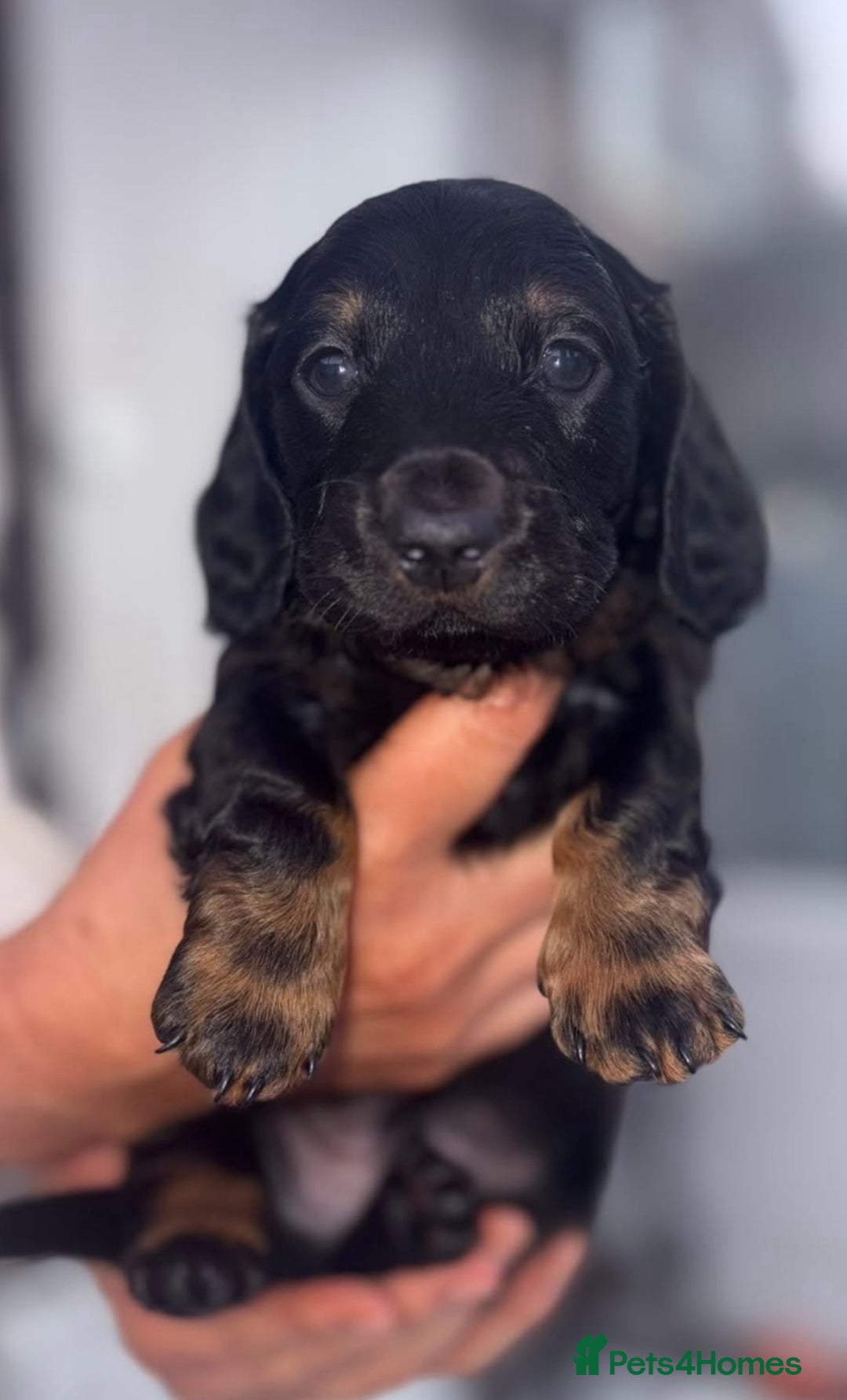 Dachshund dogs for sale: Long haired dachshunds  - Image 5